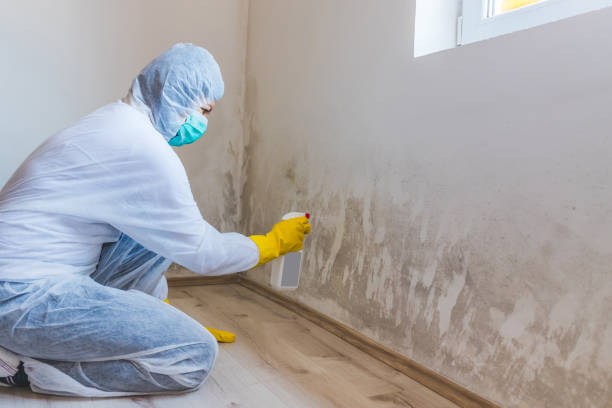Licensed Mold Inspection service in Gibbsboro, NJ - WQB Mold Removal